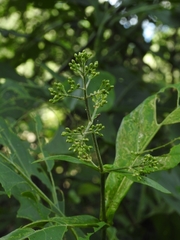 Critonia quadrangularis