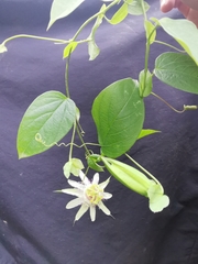 Passiflora guentheri