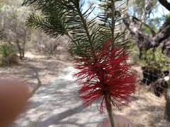 Melaleuca quadrifida