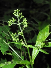 Critonia quadrangularis