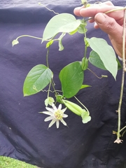 Passiflora guentheri