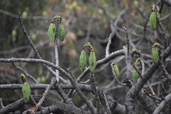 Vasconcellea candicans