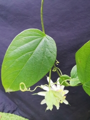 Passiflora guentheri