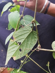 Passiflora guentheri