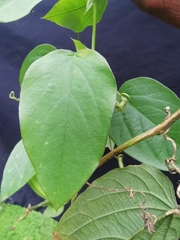 Passiflora guentheri