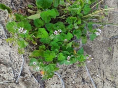 Pelargonium australe