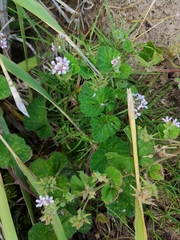 Pelargonium australe