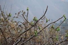 Vasconcellea candicans