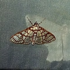 Haritalodes