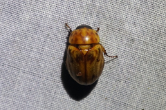 Cyclocephala lunulata