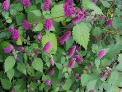 Elsholtzia splendens