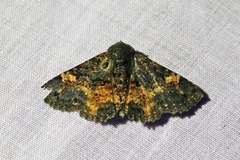 Metalectra carneomacula