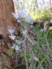 Caesia calliantha