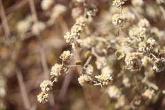 Ptilotus astrolasius