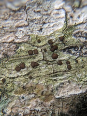 Pilocarpaceae