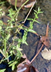 Gratiola brevifolia