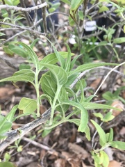 Anisacanthus puberulus