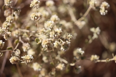 Ptilotus astrolasius