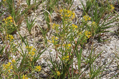 Cleomella parviflora