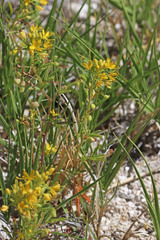 Cleomella parviflora