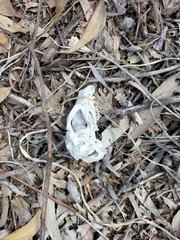 Trichosurus vulpecula hypoleucus