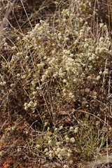 Ptilotus astrolasius