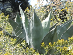 Agave salmiana crassispina