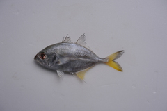 Caranx sexfasciatus