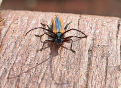 Stenoderus