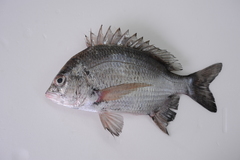 Acanthopagrus pacificus