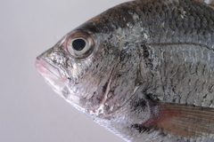 Acanthopagrus pacificus