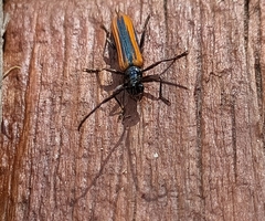 Stenoderus