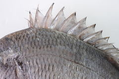 Acanthopagrus pacificus