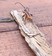 Stenoderus