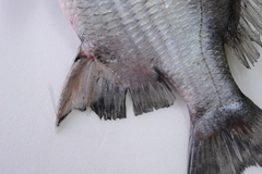 Acanthopagrus pacificus