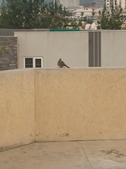 Streptopelia senegalensis