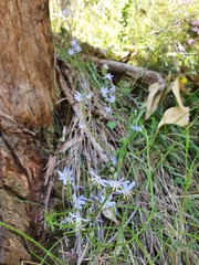Caesia calliantha