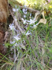 Caesia calliantha