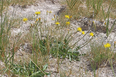Crepis runcinata glauca