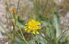 Crepis runcinata glauca