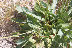 Crepis runcinata glauca