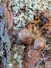 Reticularia splendens