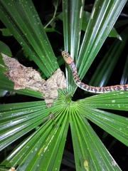 Siphlophis cervinus