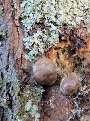 Reticularia splendens