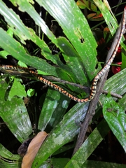 Siphlophis cervinus