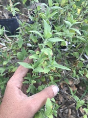 Anisacanthus puberulus