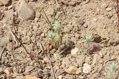 Cryptantha torreyana