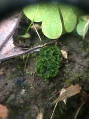 Notothylas orbicularis