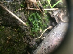 Notothylas orbicularis