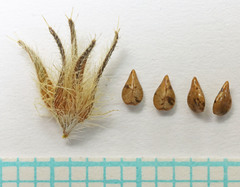 Cryptantha torreyana